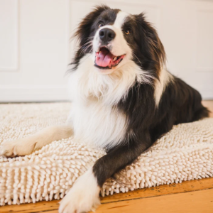 How Better Sleep Supports Your Dog’s Health and Daily Well-Being
