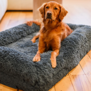 How Pet Wellness Trends Are Changing the Way We Care for Dogs