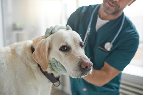 5 Places Your Veterinarian May Check For Foxtails On A Dog